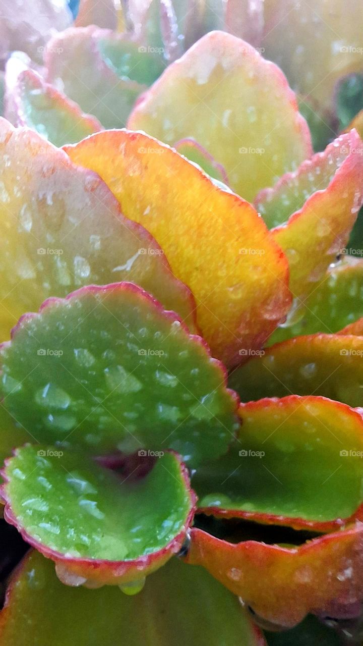 Green succulent leaves with red edging, some translucent yellow from the sun shining through, with raindrops