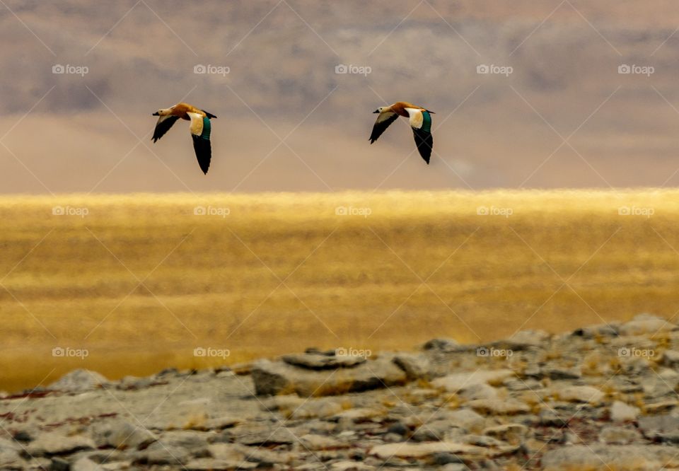 two birds flying above golden paddy fields