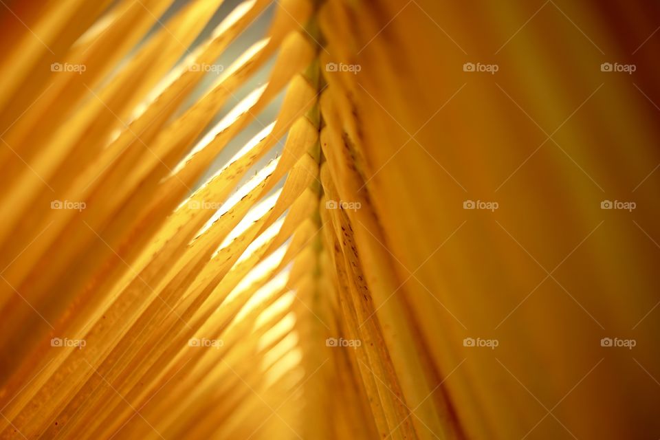 Yellow palm leaf