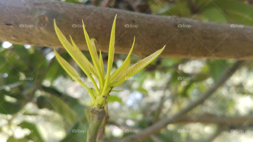 New leaves of tree in Spring time.