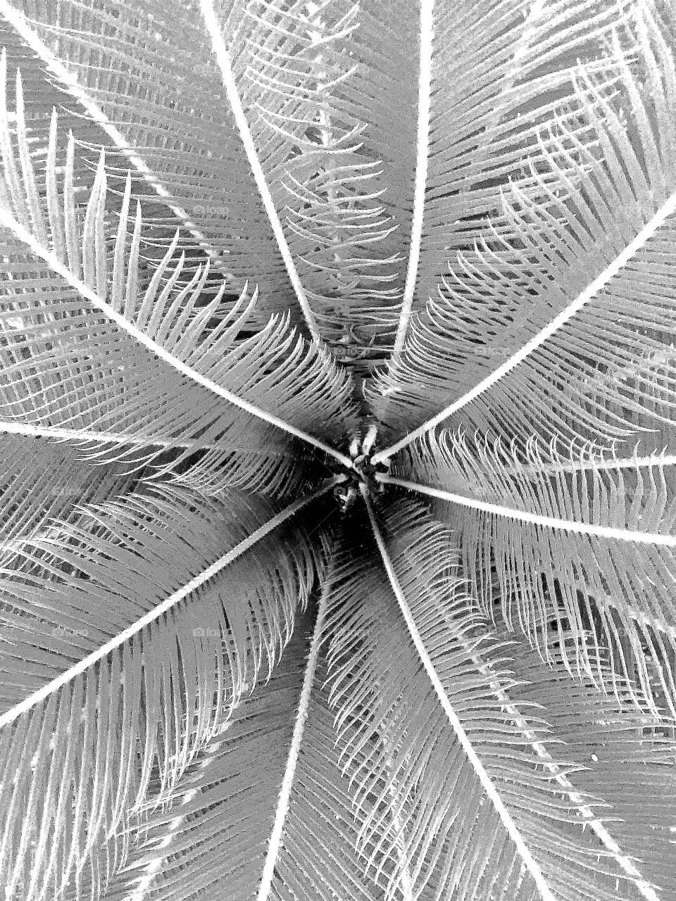 looking down into Sago palm  bw