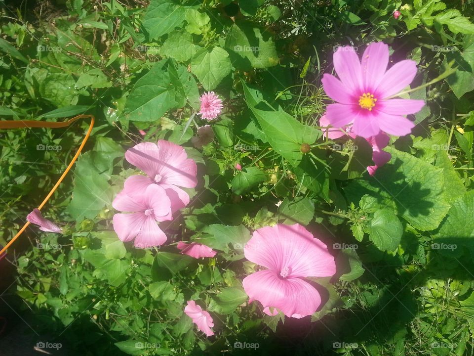 Wild flowers in my Ohio garden