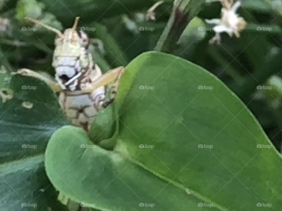 Peeking grasshopper