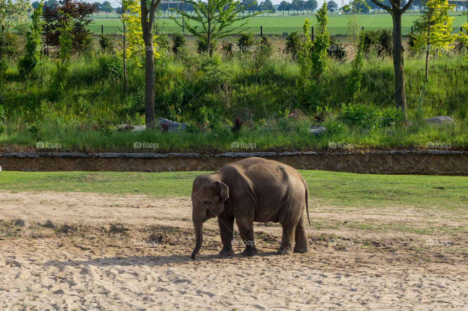 Young elephant alone in the sand