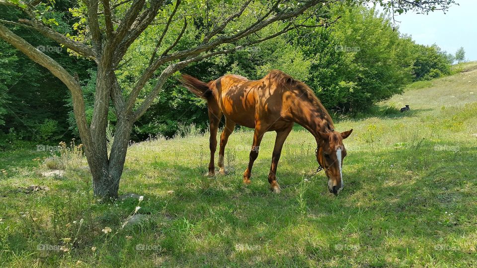 Mammal, Grass, No Person, Farm, Hayfield