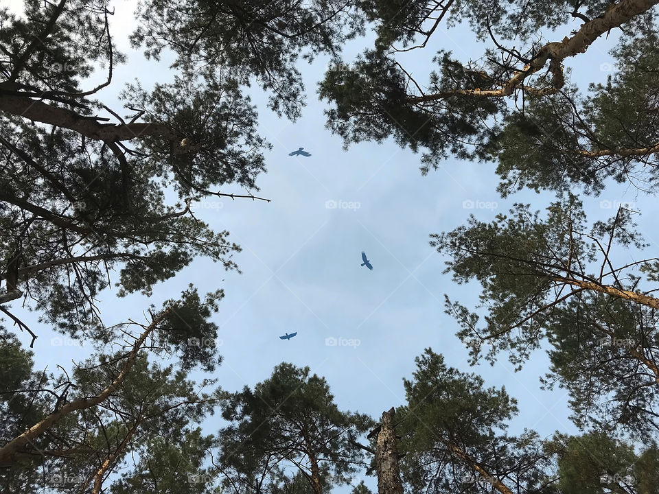 Birds flying over the trees in the blue cloudy sky 