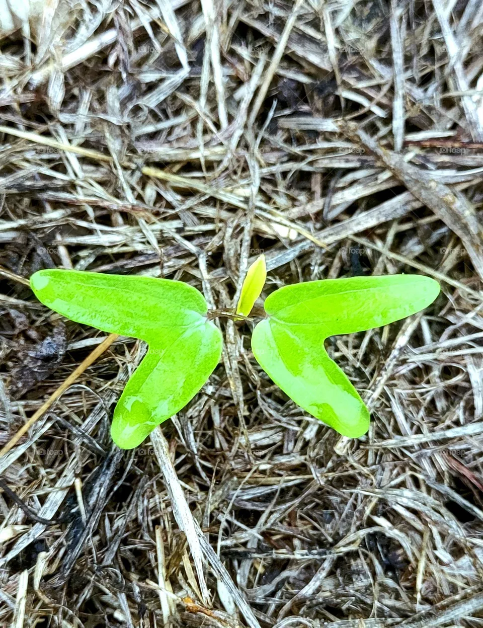 Leaves that look like a butterfly
