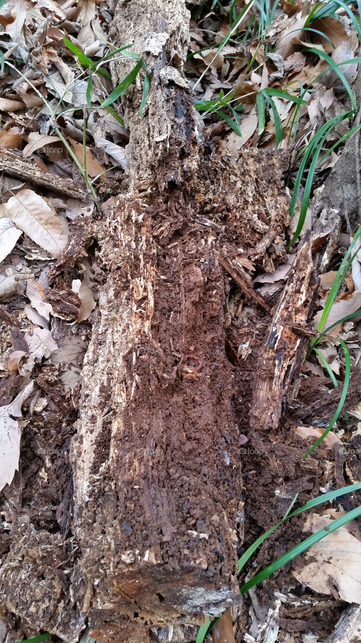 Earthworm in dead tree