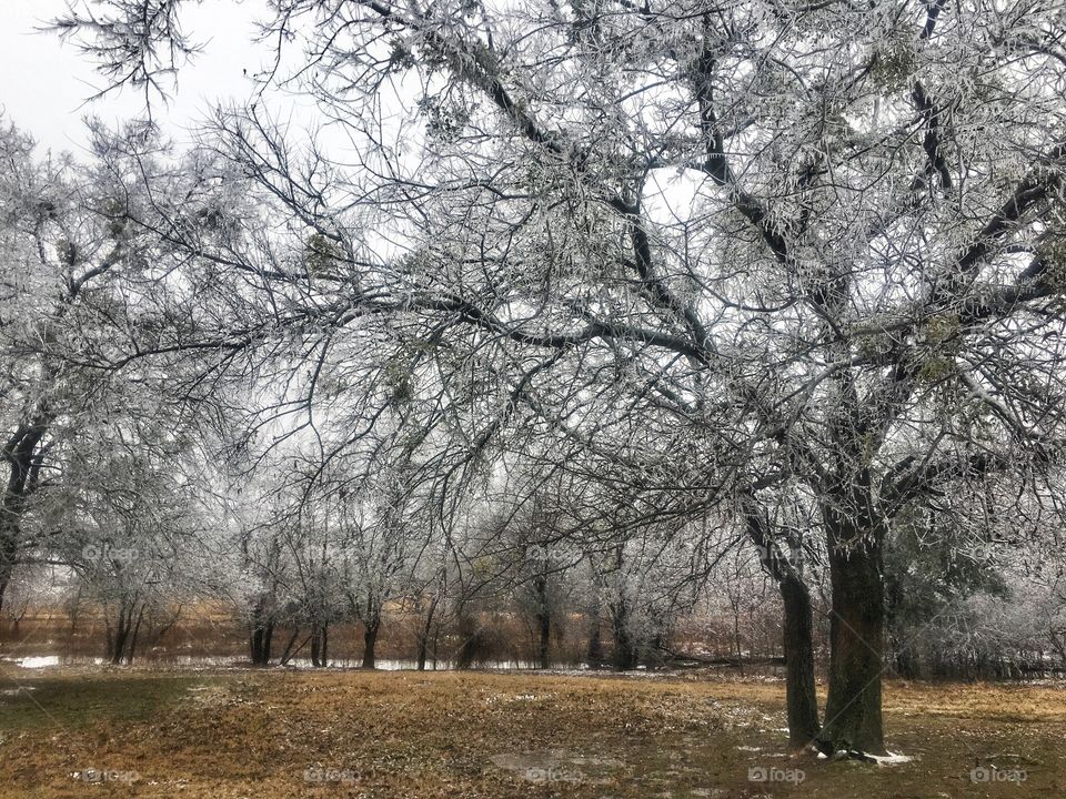 Trees with ice in the pasture after ice storm in Texas 