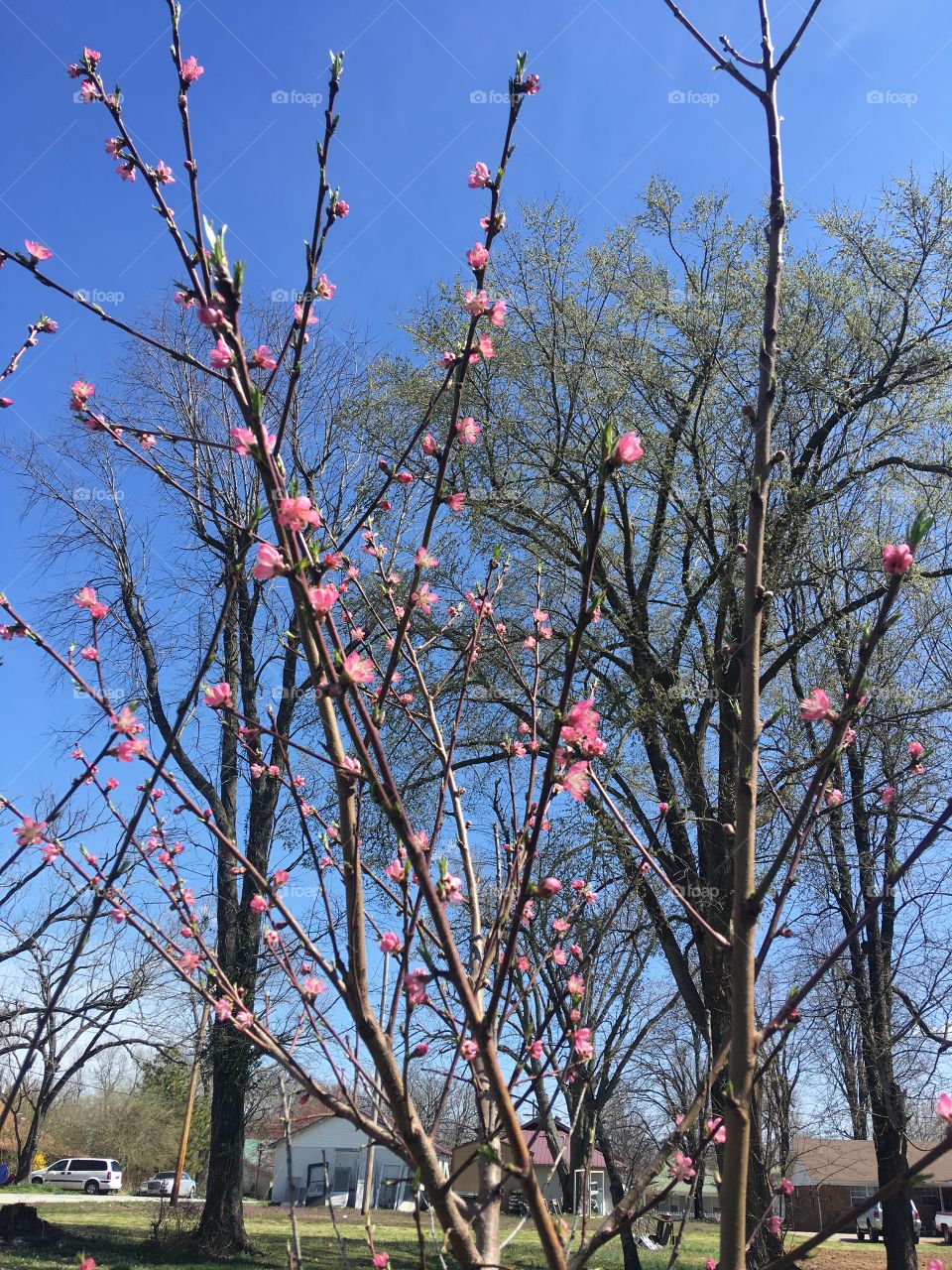 My peach tree with all its blooms, in just a short few months there will be peaches!