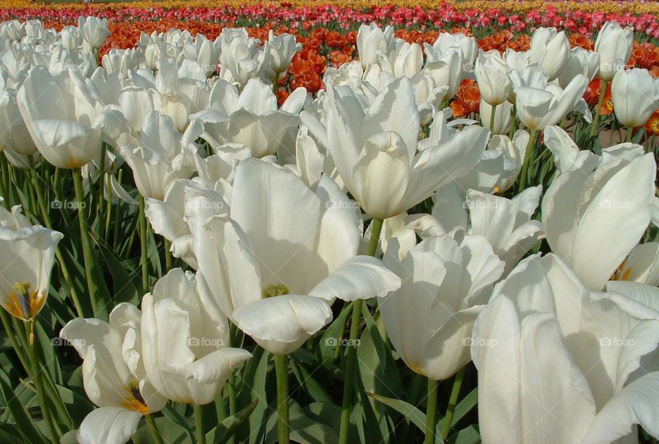 tulips