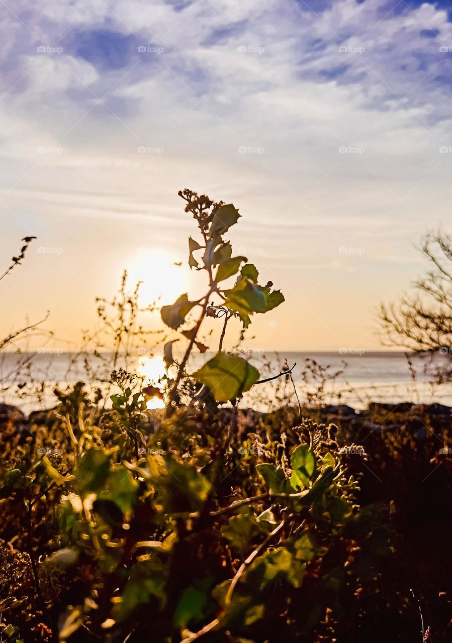 Wild plants growing by the seaside with beautiful sunset background