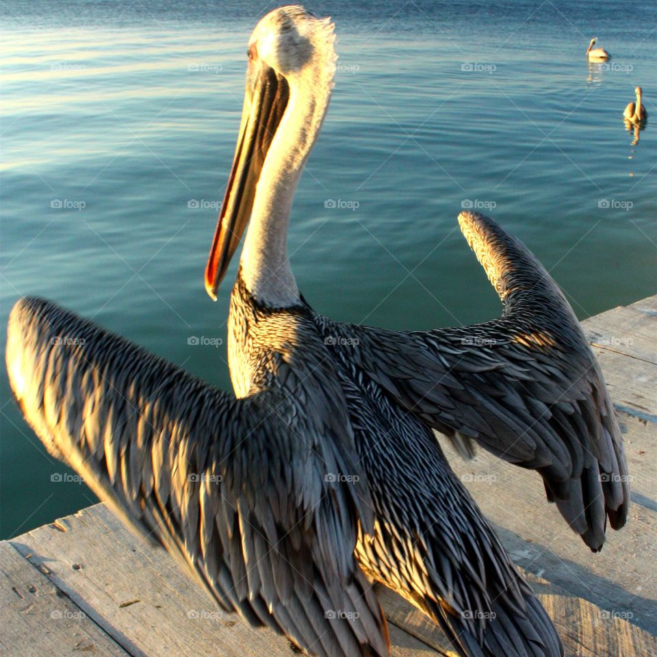 Pelican takinging off the dock of the ocean