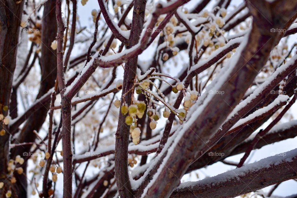 First snowfall of the year 
