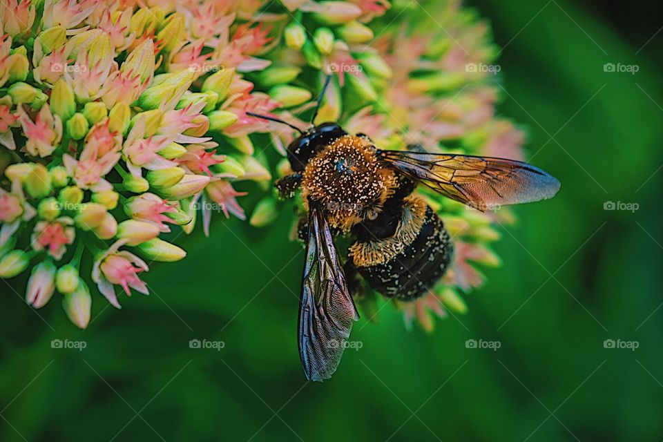 Honey Bee Portrait, Honey Bee On A Flower, Wings Of A Bee, Closeup Of A Bee, Honey Bee In The Wild, Pollen On A Honey Bee