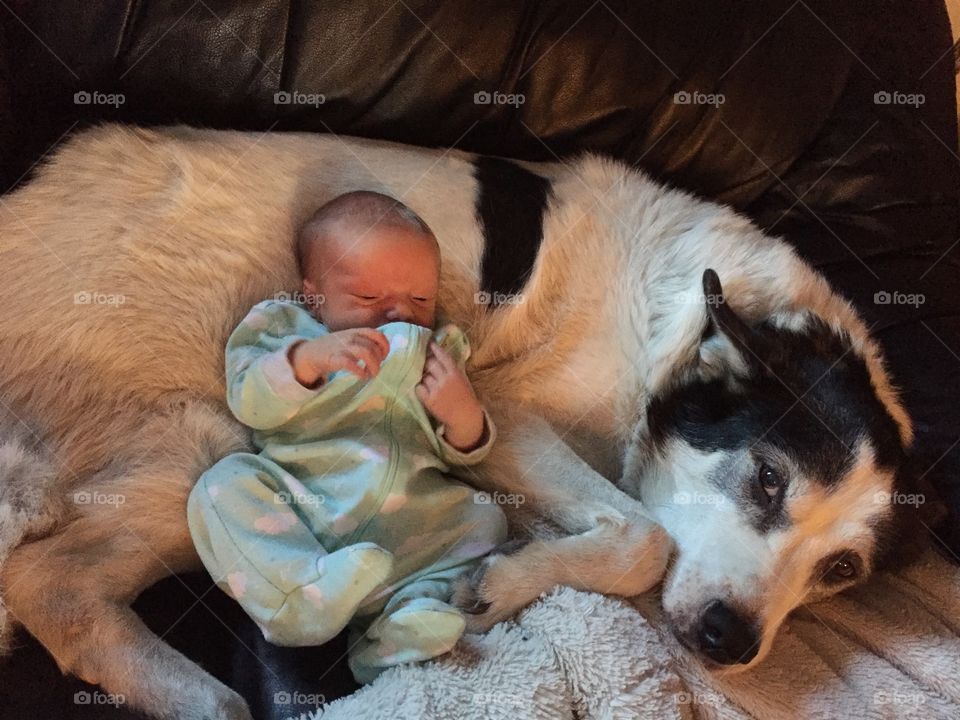 A dog and his little boy.