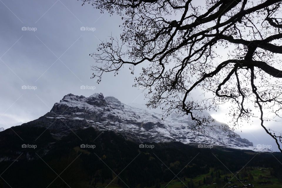 Winter#snow#tree#mountain