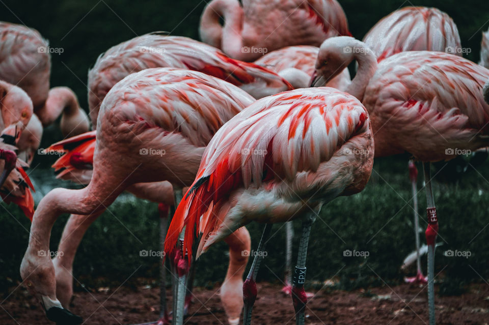 feeding flamingos