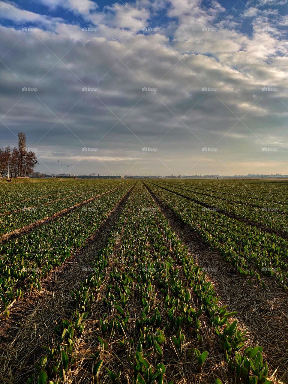 Flowerfield landscape