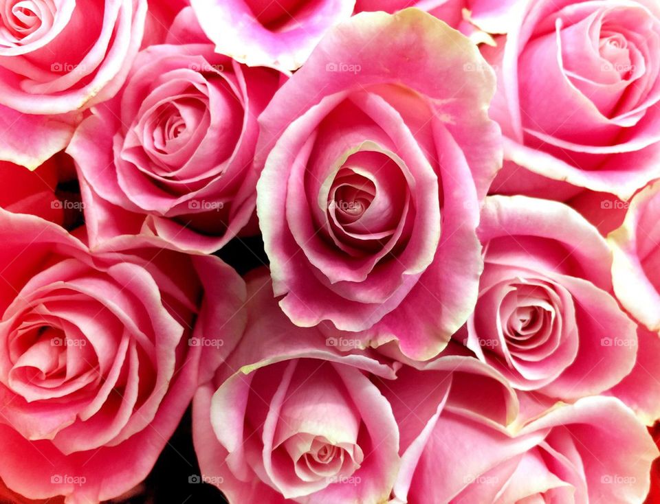 Light pink roses