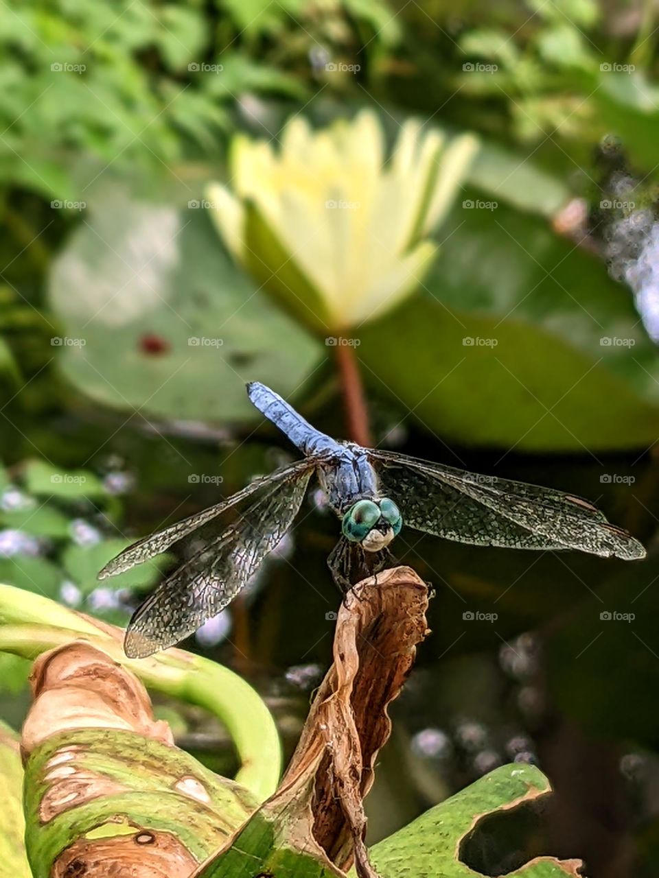The Lotus and Dragonfly