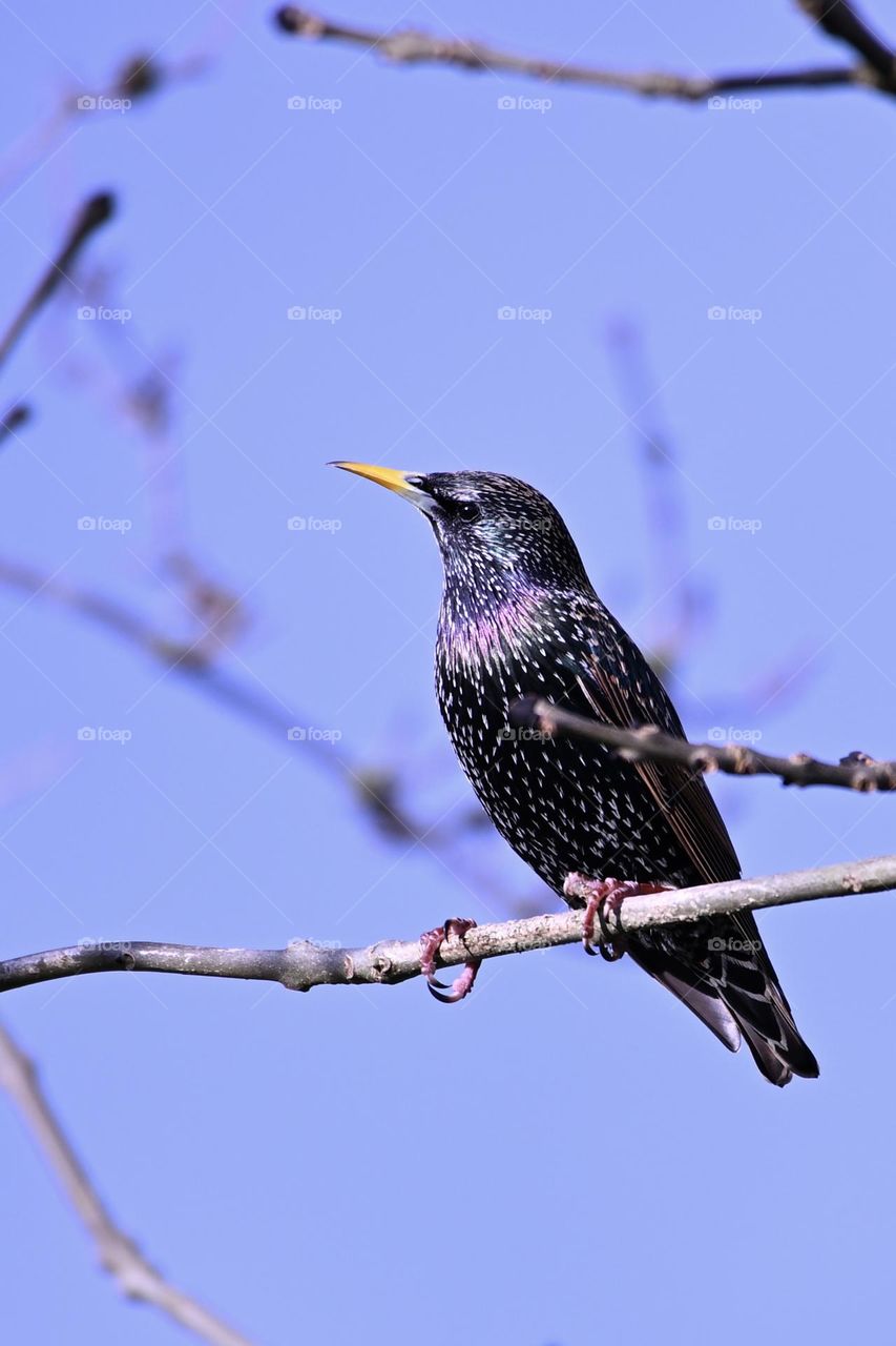A Starling soaking up the sun with the rays bringing out the rainbow in its feathers 