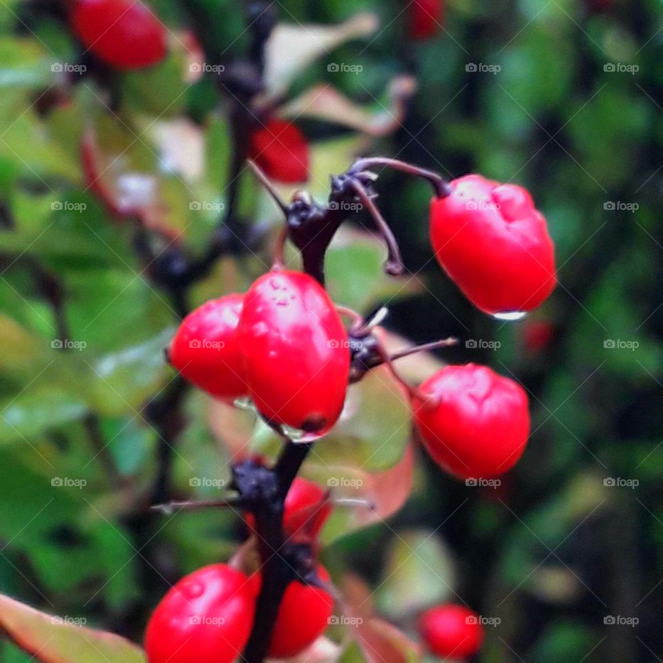 red berries of berberis on the rain