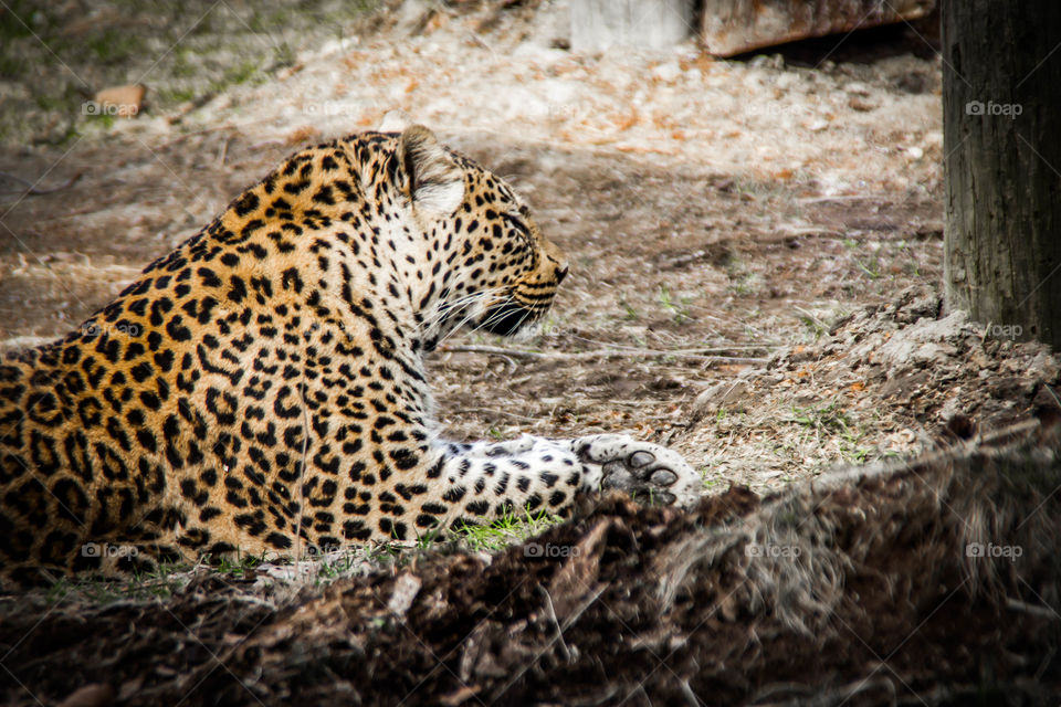 Leopard resting in forest