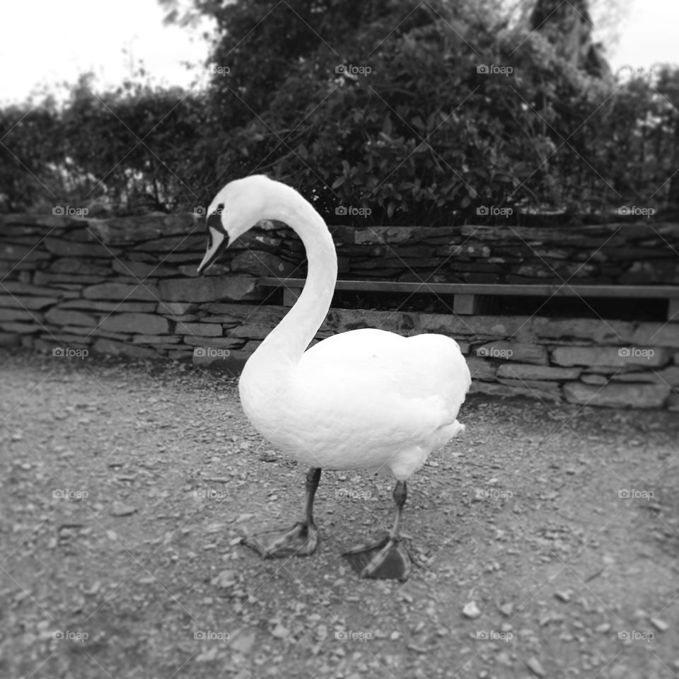 Swan in Windermere . Relaxing with the swans by Lake Windermere in the Lake District 