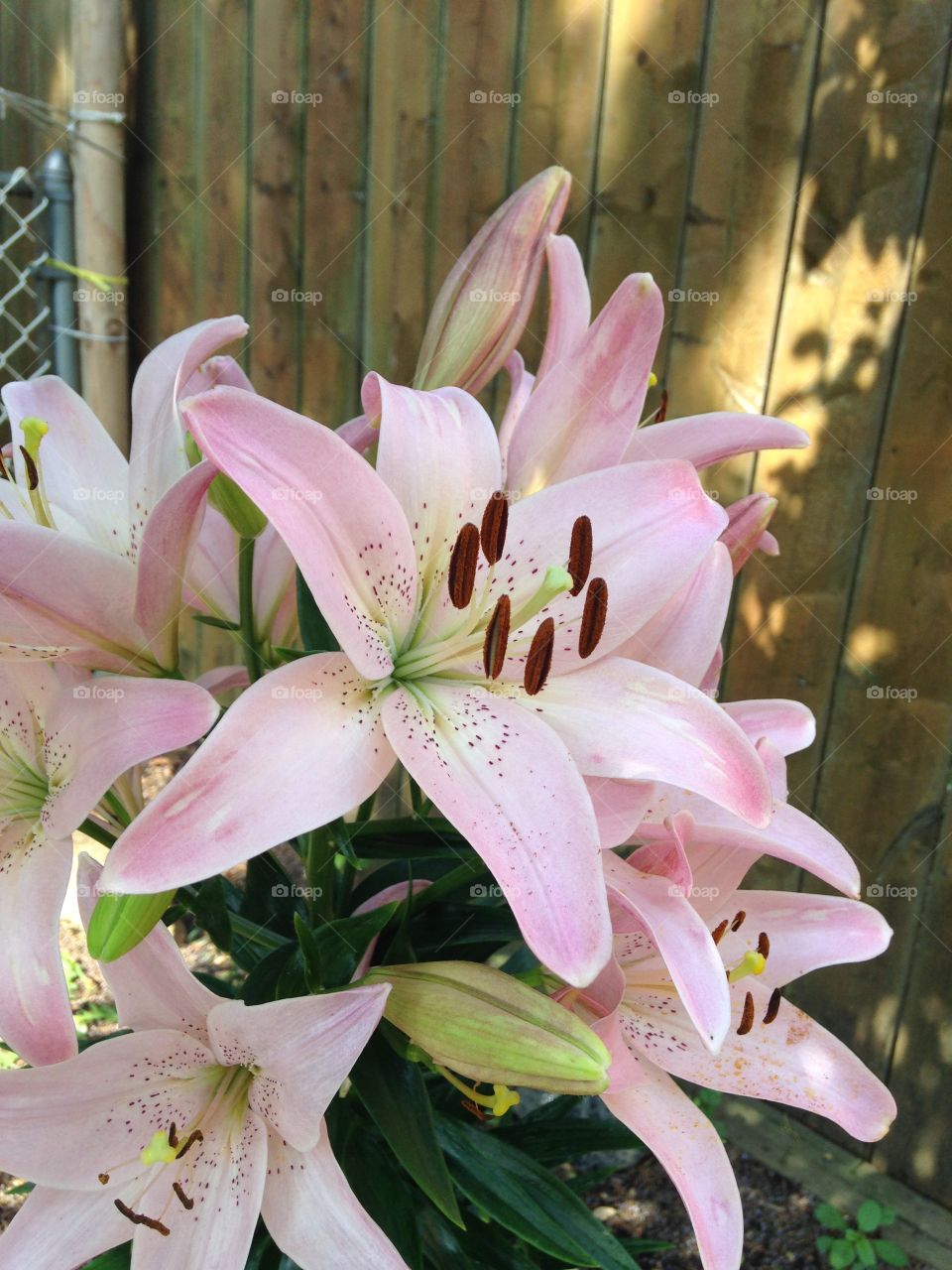 Asiatic Lily. Blooms twice a year in large amounts!