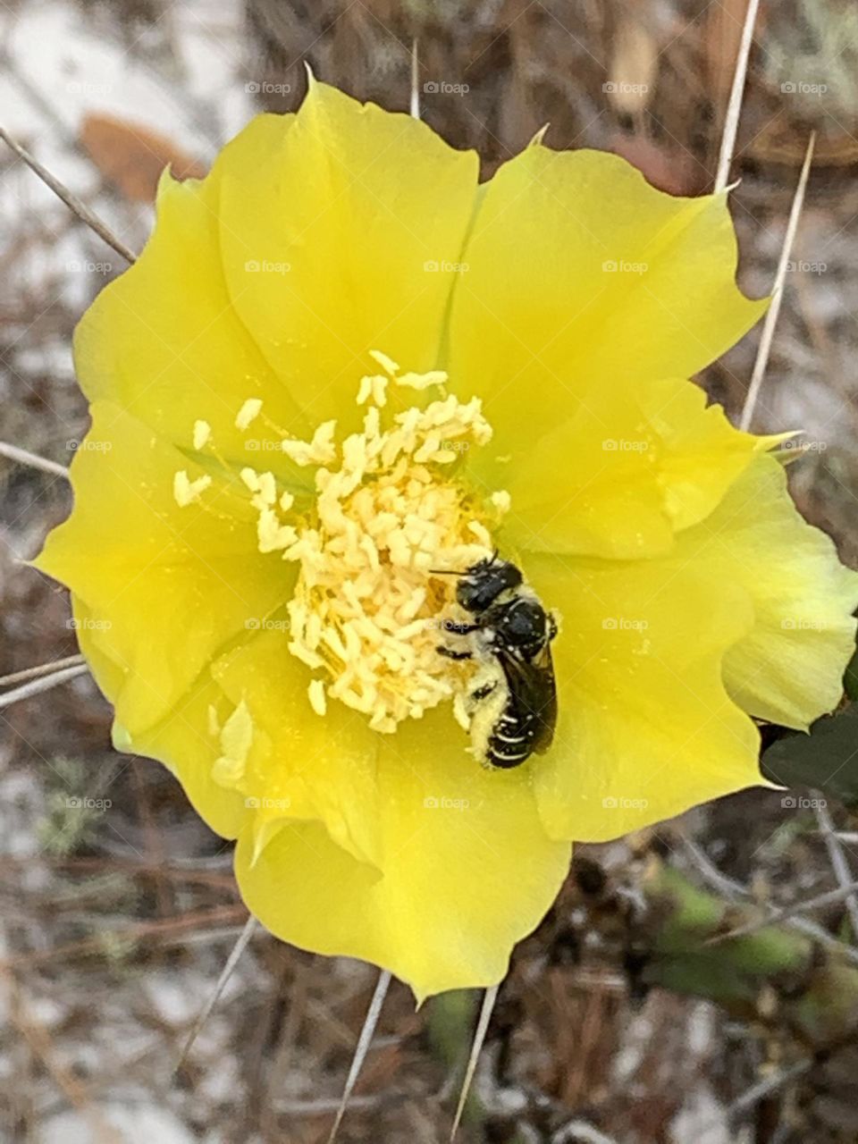 Spring cactus bloom florida bees pollination