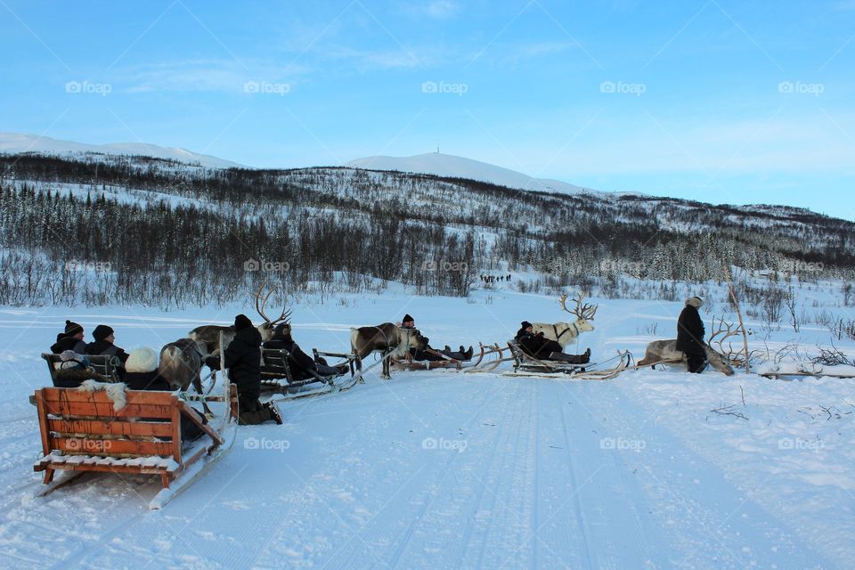 Reindeer Sledding