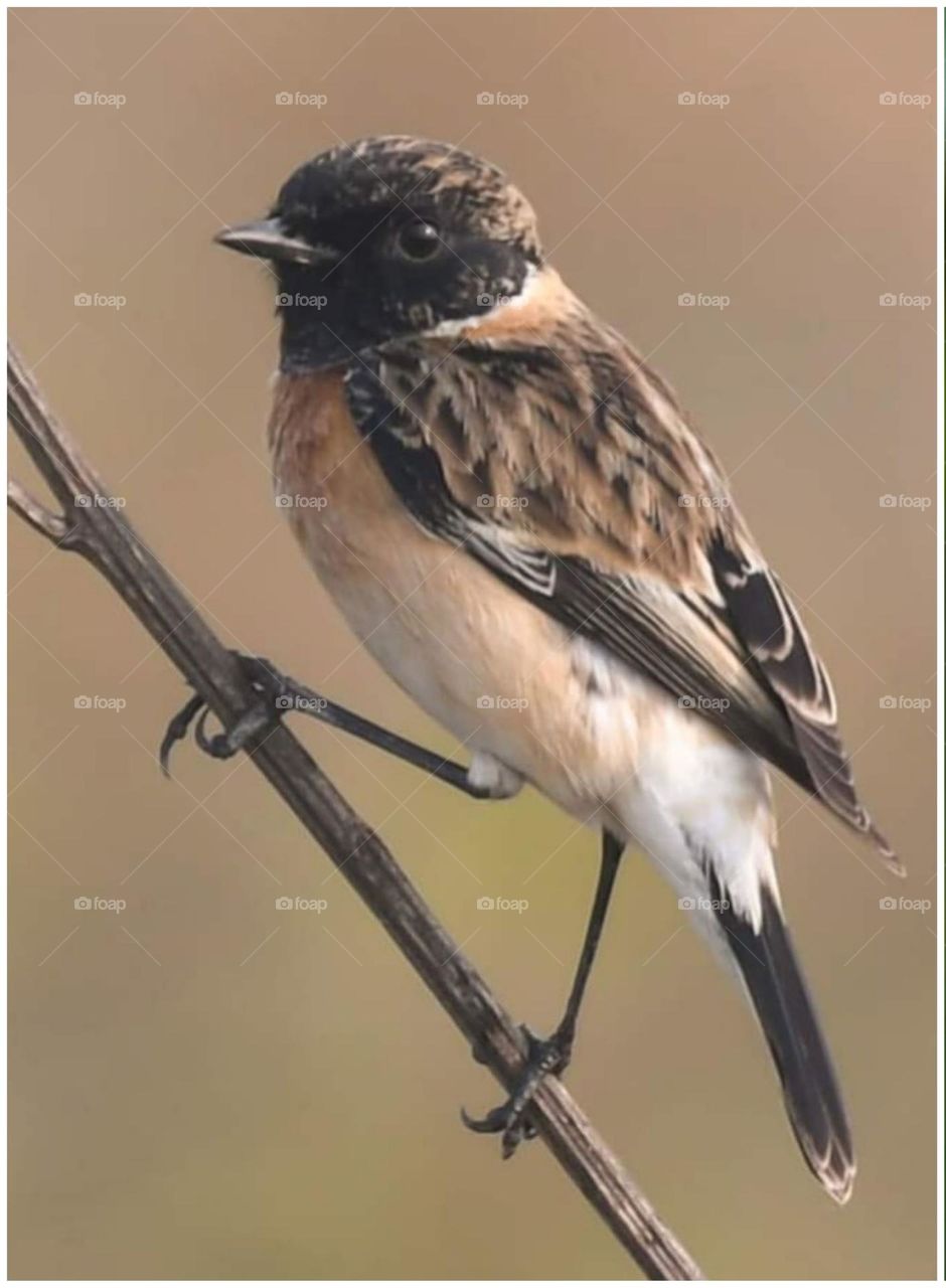 I am  sparrow....welcome Foap