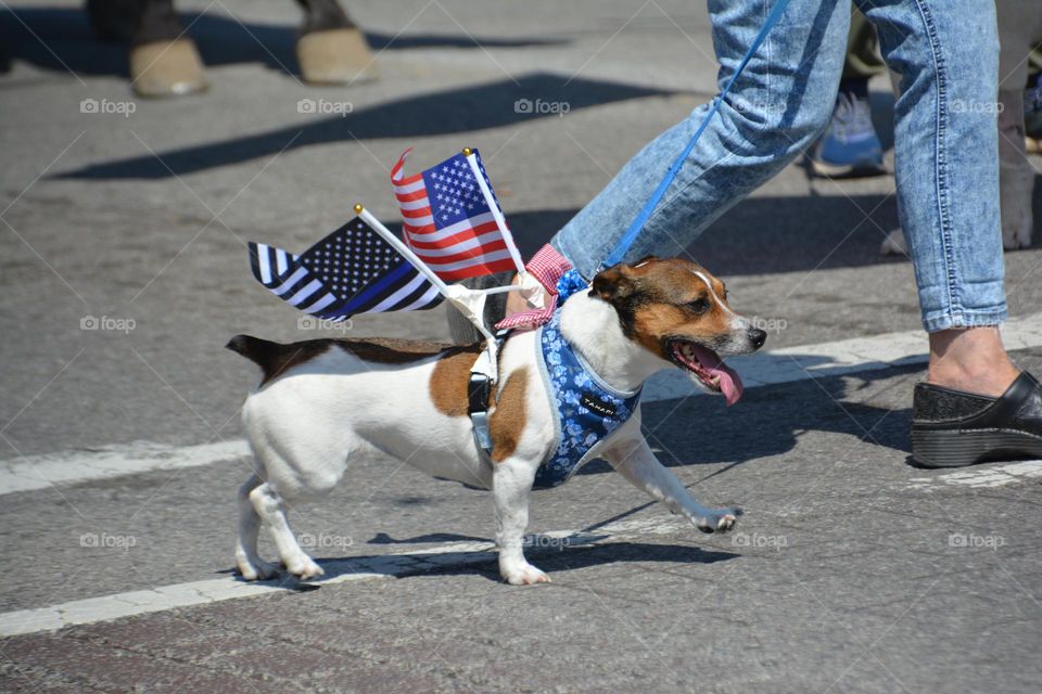 Dog parade with USA flag 