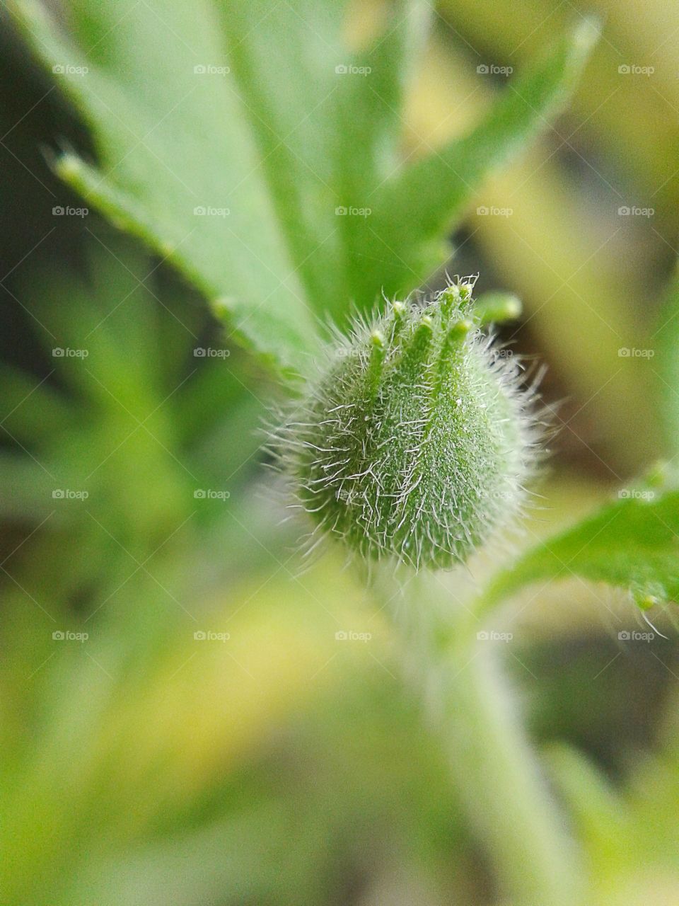 green bud. green bud flower