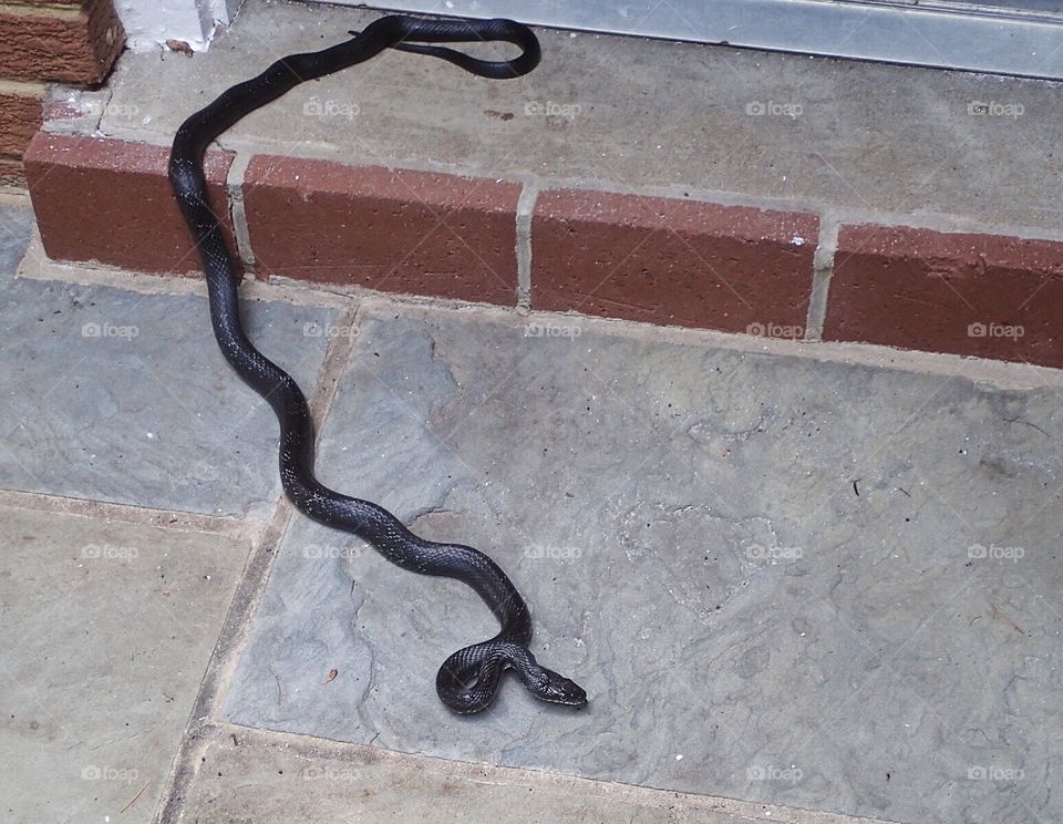 Black Rat Snake