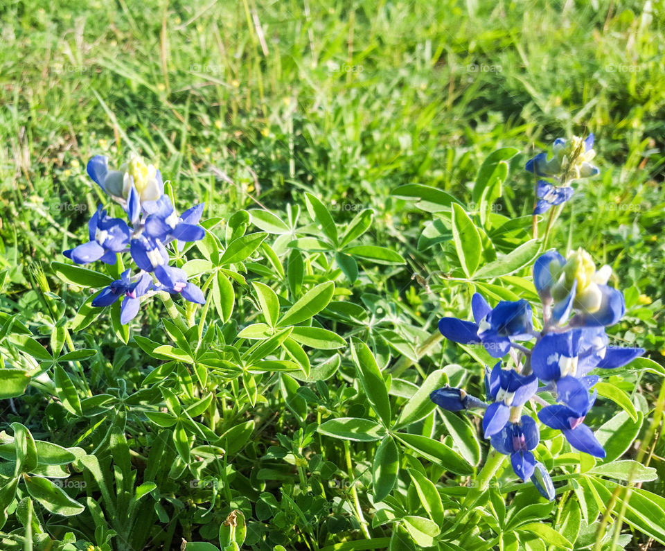 Blue Bonnets on Display