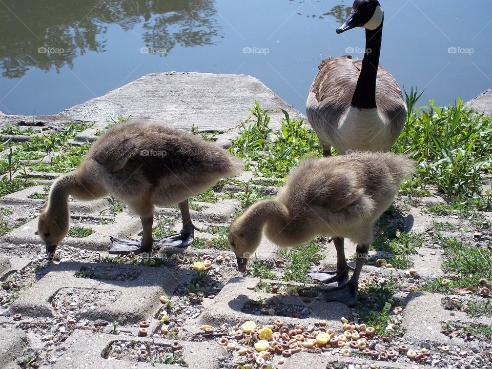 baby geese and mother