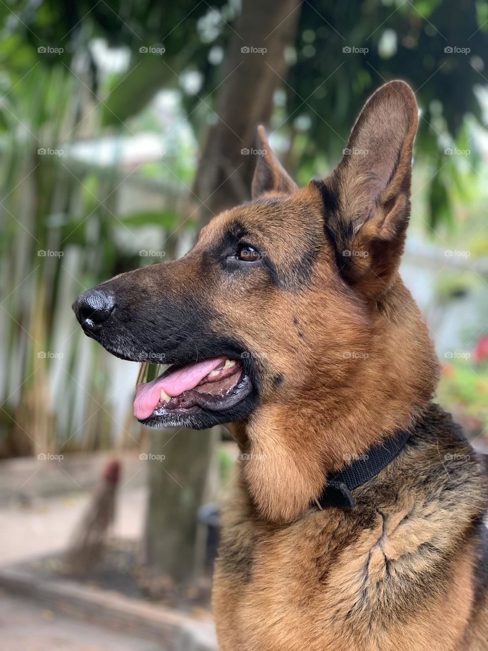 May handsome german shepherd dog 