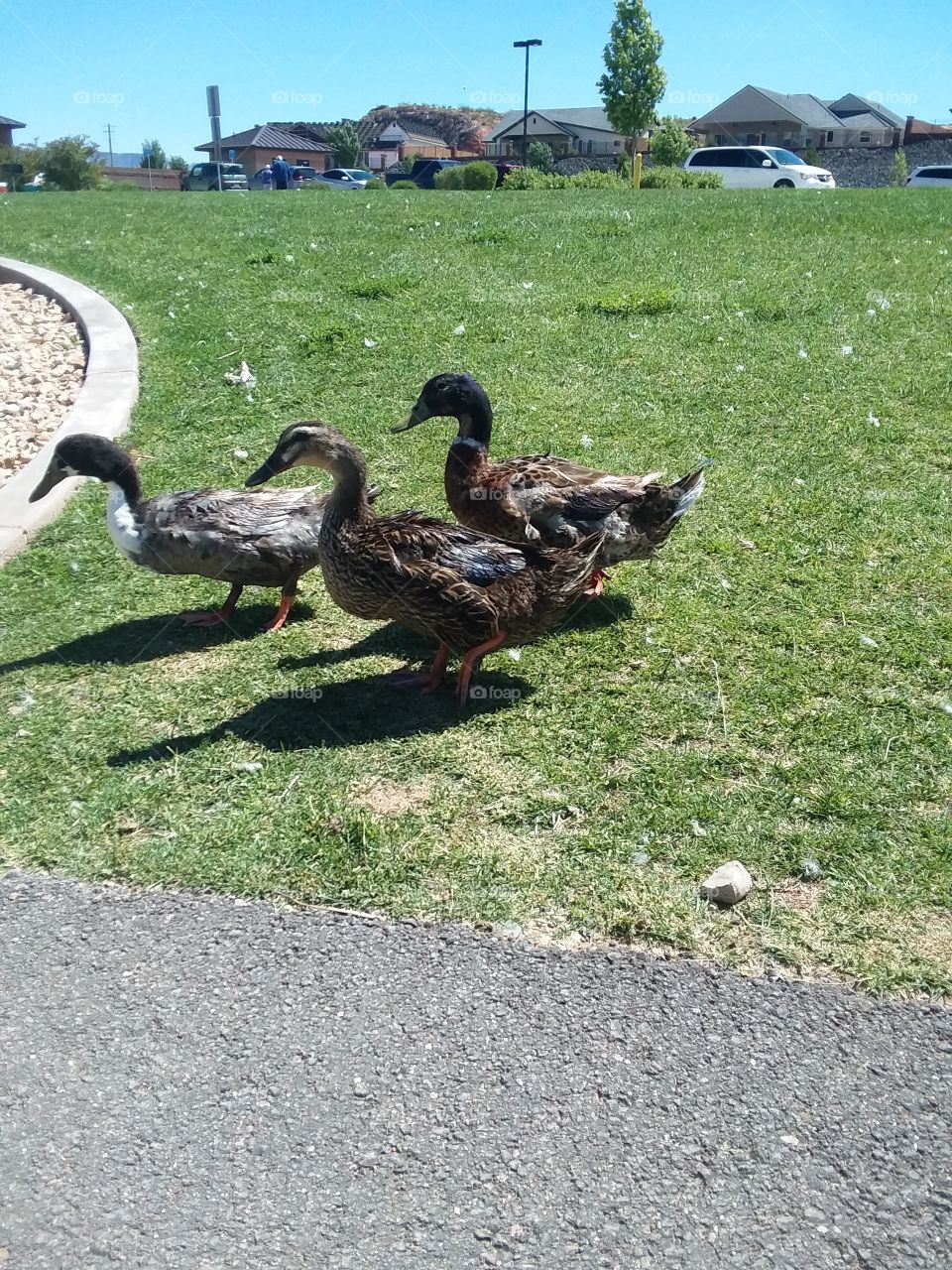 ducks
