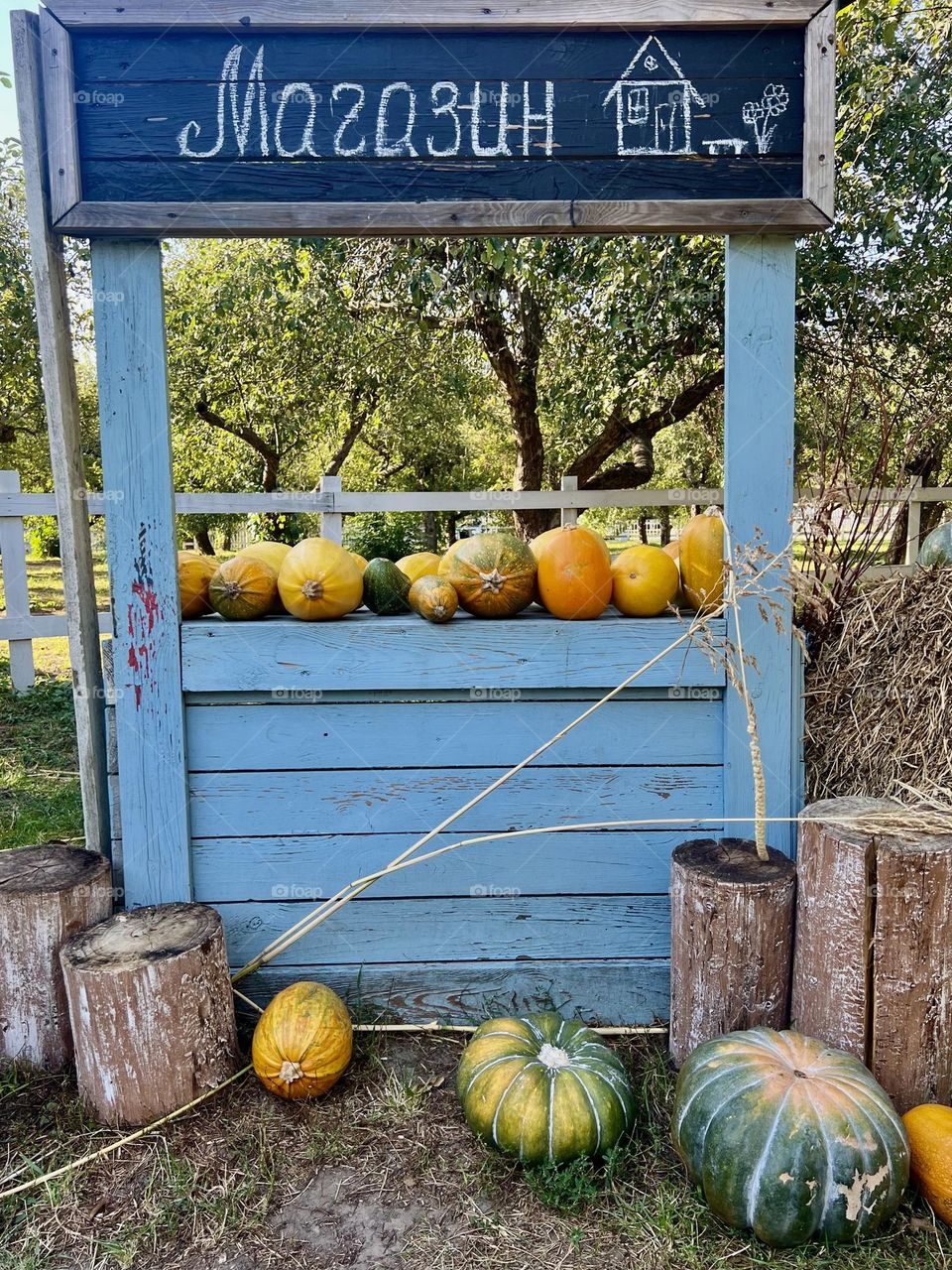 Autumn is the season of pumpkins. Shop window where pumpkins are sold