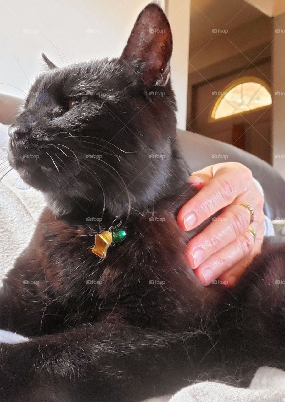Loving my kitty as she sits on my lap, being held and touched with love! Black cat sitting and being held.
