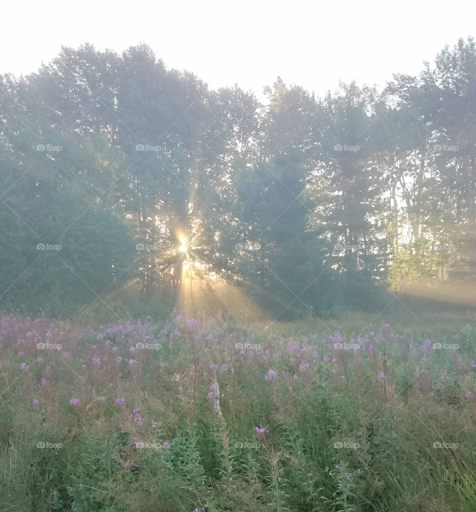 Sun shine through the trees. Sun shine through the trees 