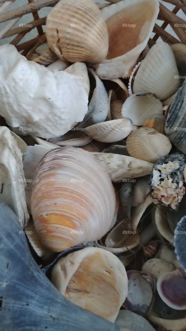 Shells my family collected over time