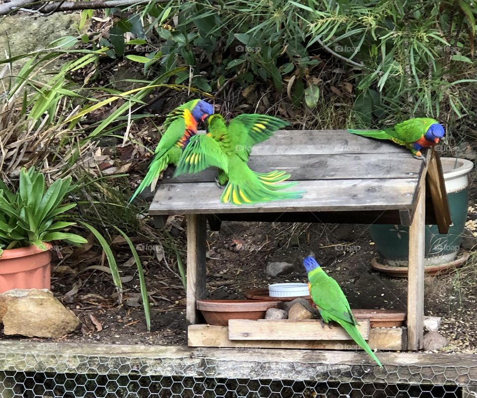 Australian native birds called Lorikeets mum feeding a baby