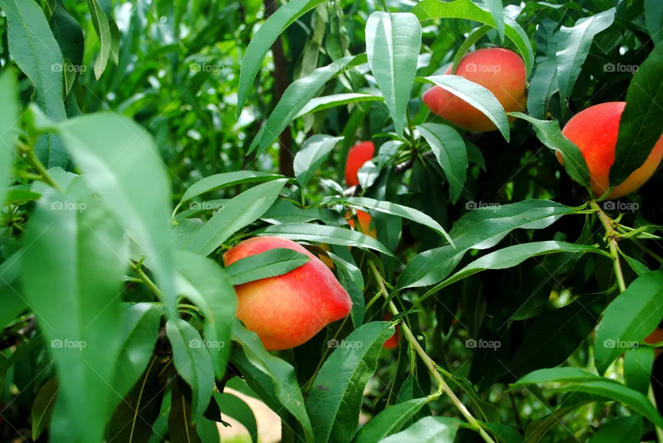 Peach