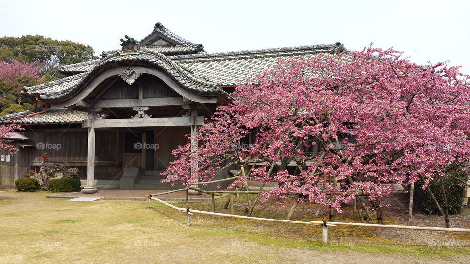 Japan　house