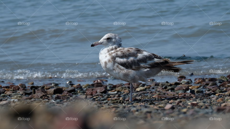 Seagulls standing on one feet, coast of California