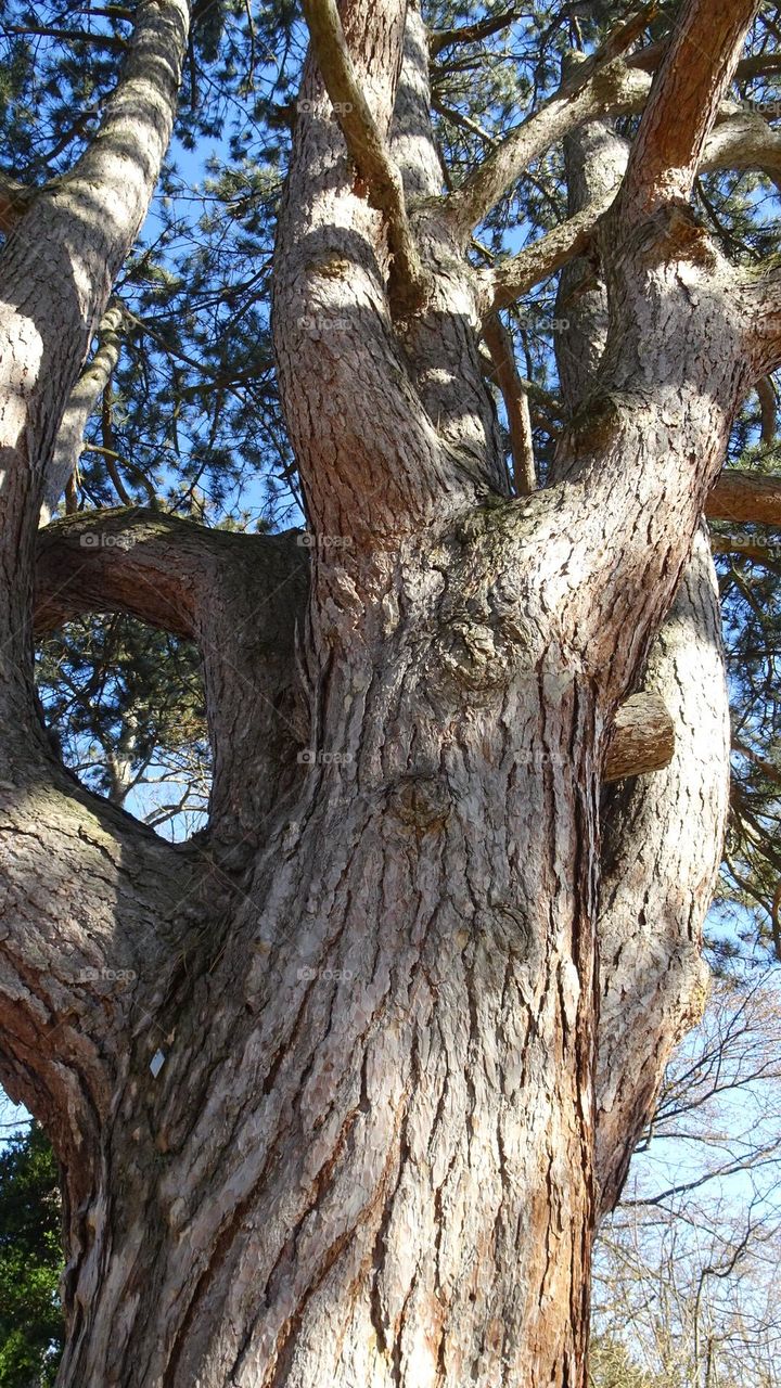 Tree Shadows and Sunlight