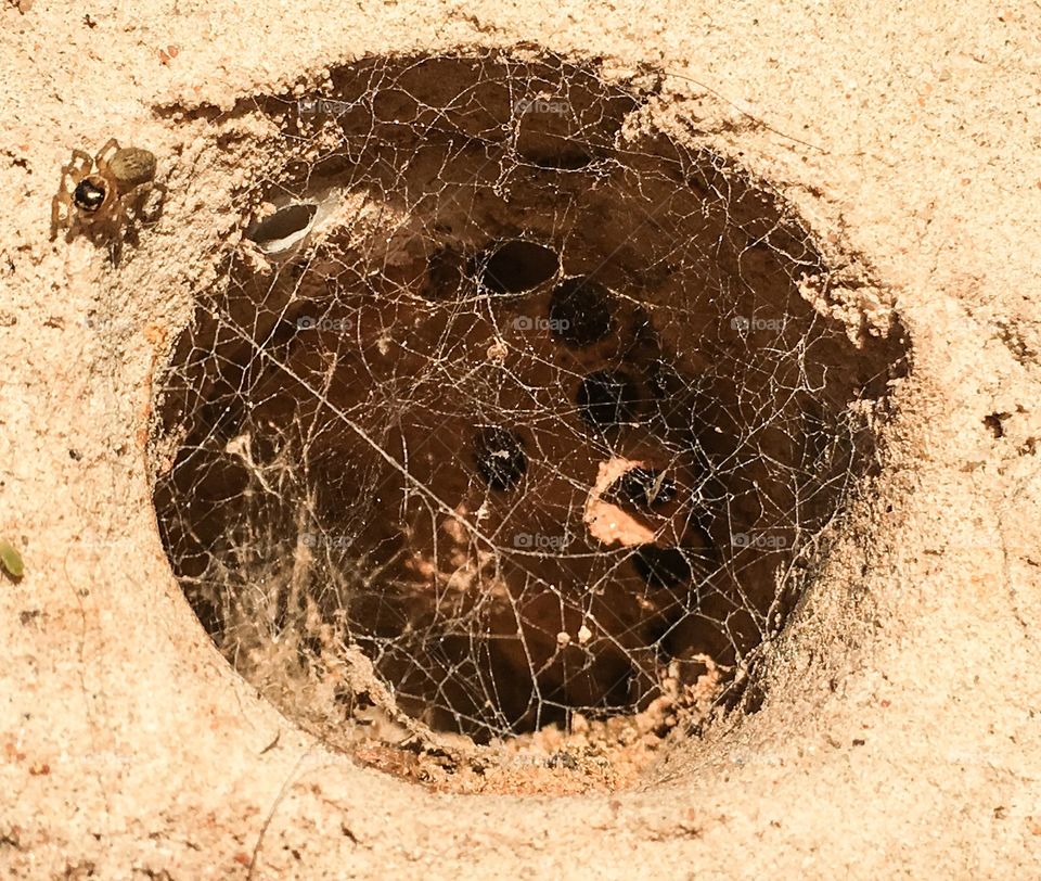 Spider beside nest eggs in hole